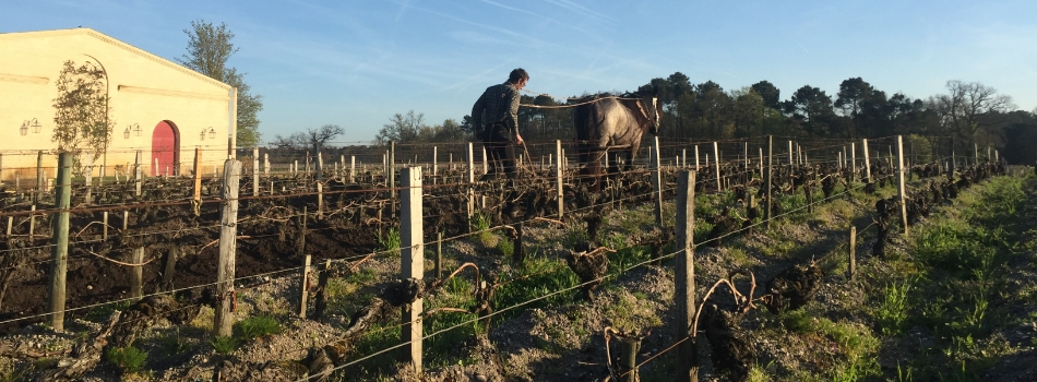 Domaine de Chevalier