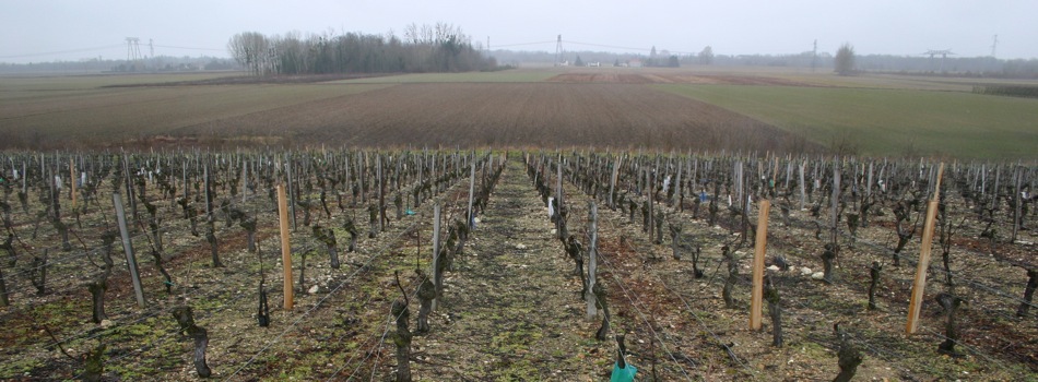 Clos Saint Fiacre, Orléans